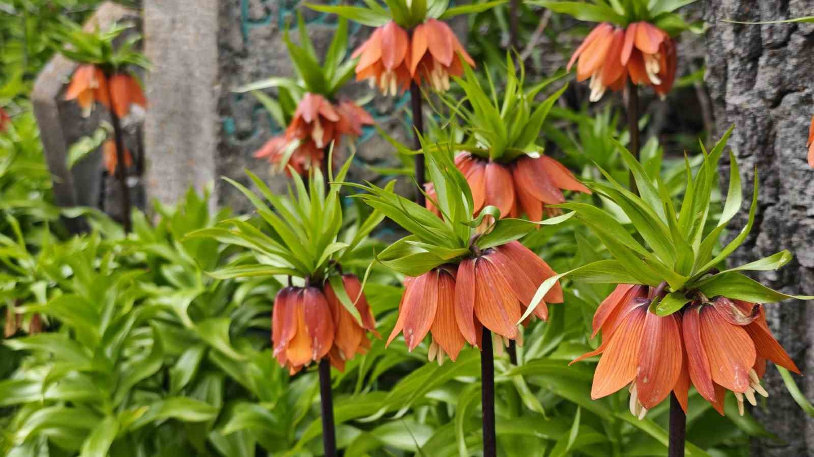 Bitlis’te açan ters laleler ziyaretçilerin ilgi odağı oldu
