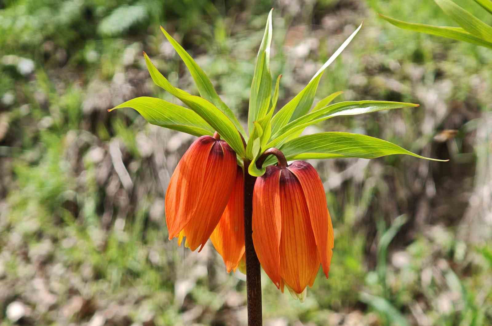 Bitlis’te açan ters laleler ziyaretçilerin ilgi odağı oldu
