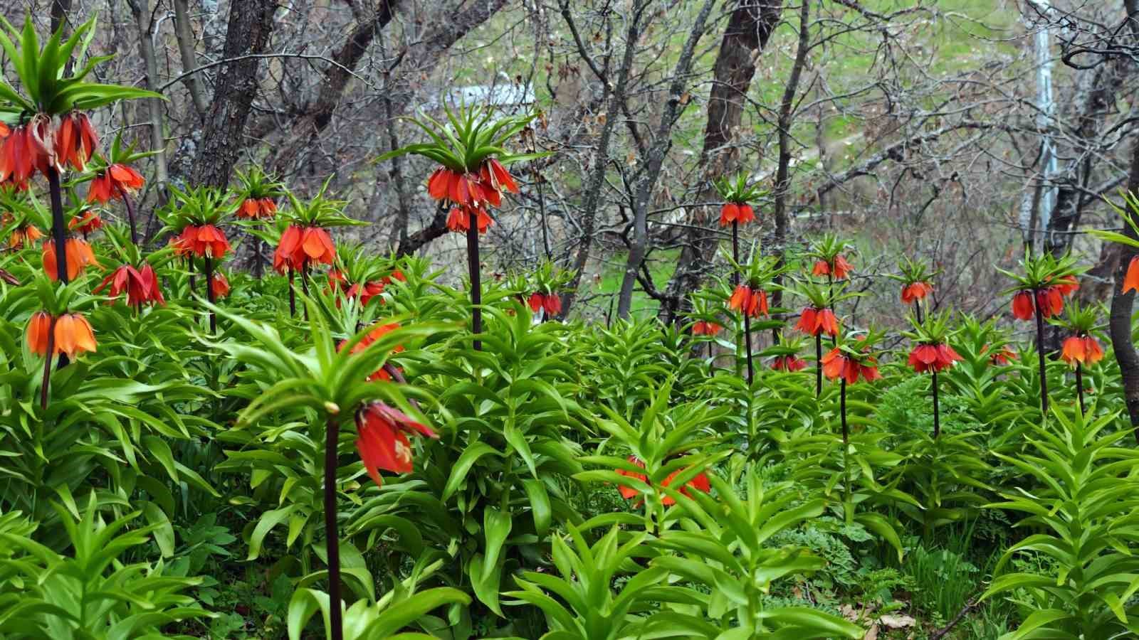 Bitlis’te açan ters laleler ziyaretçilerin ilgi odağı oldu
