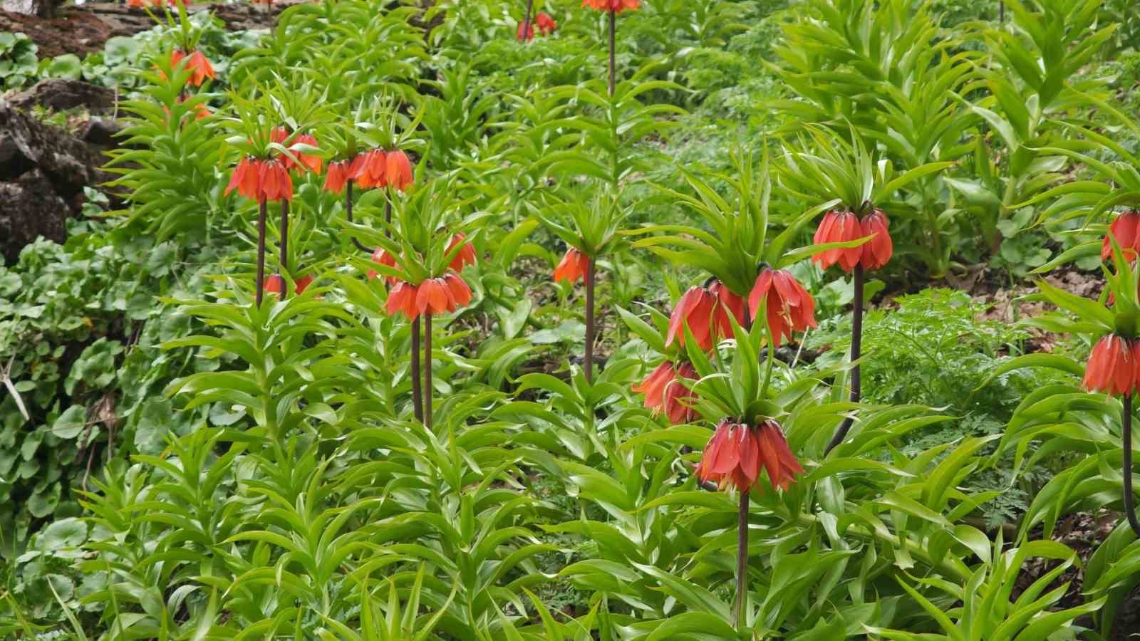 Bitlis’te açan ters laleler ziyaretçilerin ilgi odağı oldu
