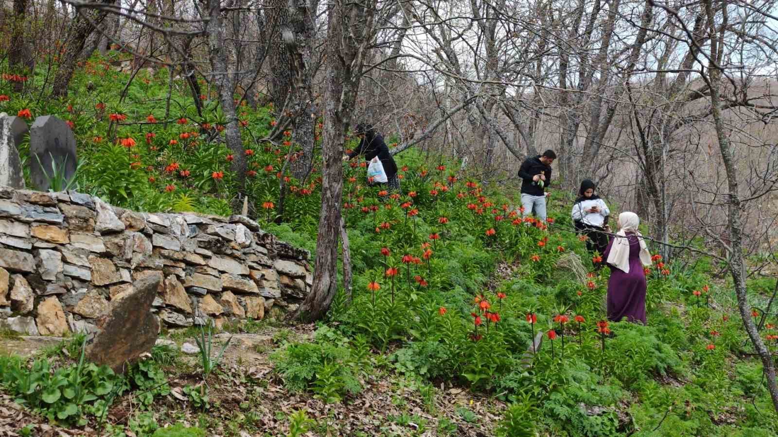 Bitlis’te açan ters laleler ziyaretçilerin ilgi odağı oldu
