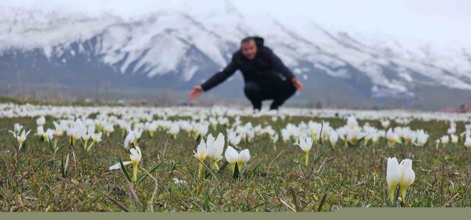 Bitlis’te baharın müjdecisi kardelenler açtı
