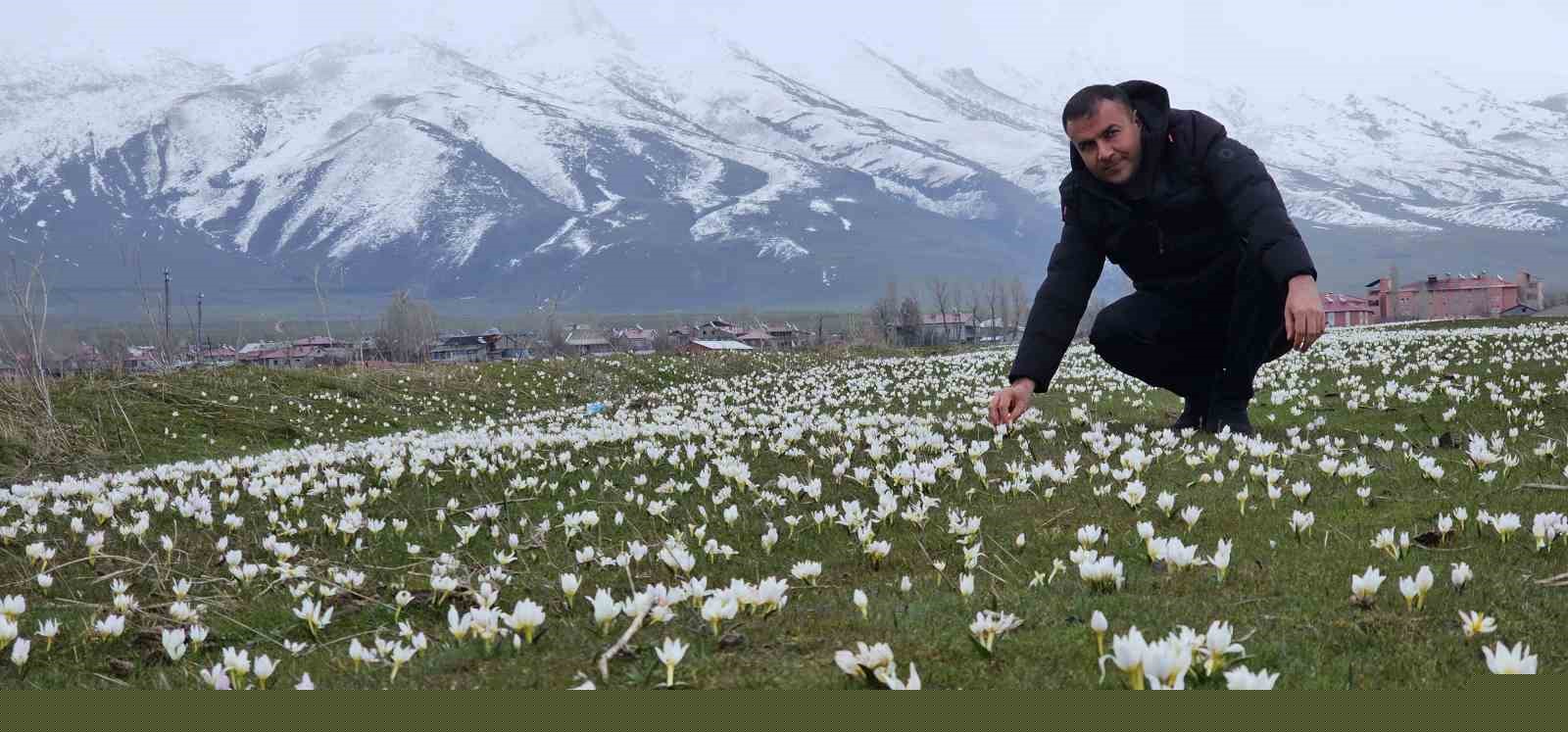 Bitlis’te baharın müjdecisi kardelenler açtı
