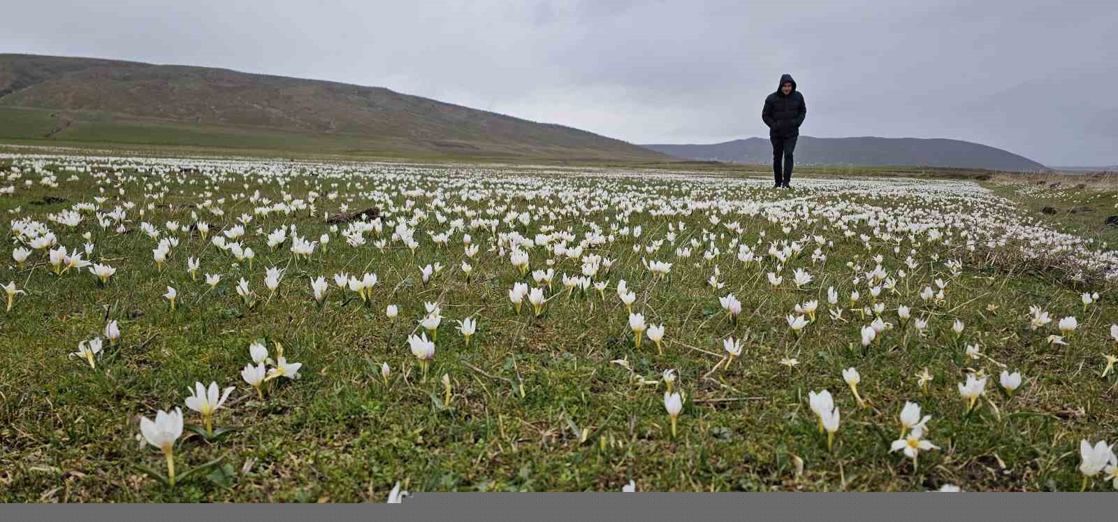 Bitlis’te baharın müjdecisi kardelenler açtı
