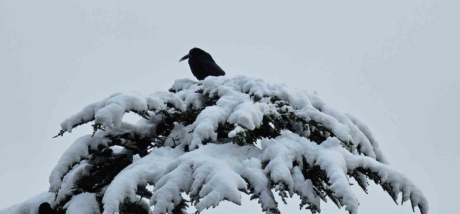 Bitlis’te kar sürprizi: Nisan ayında kent beyaza büründü
