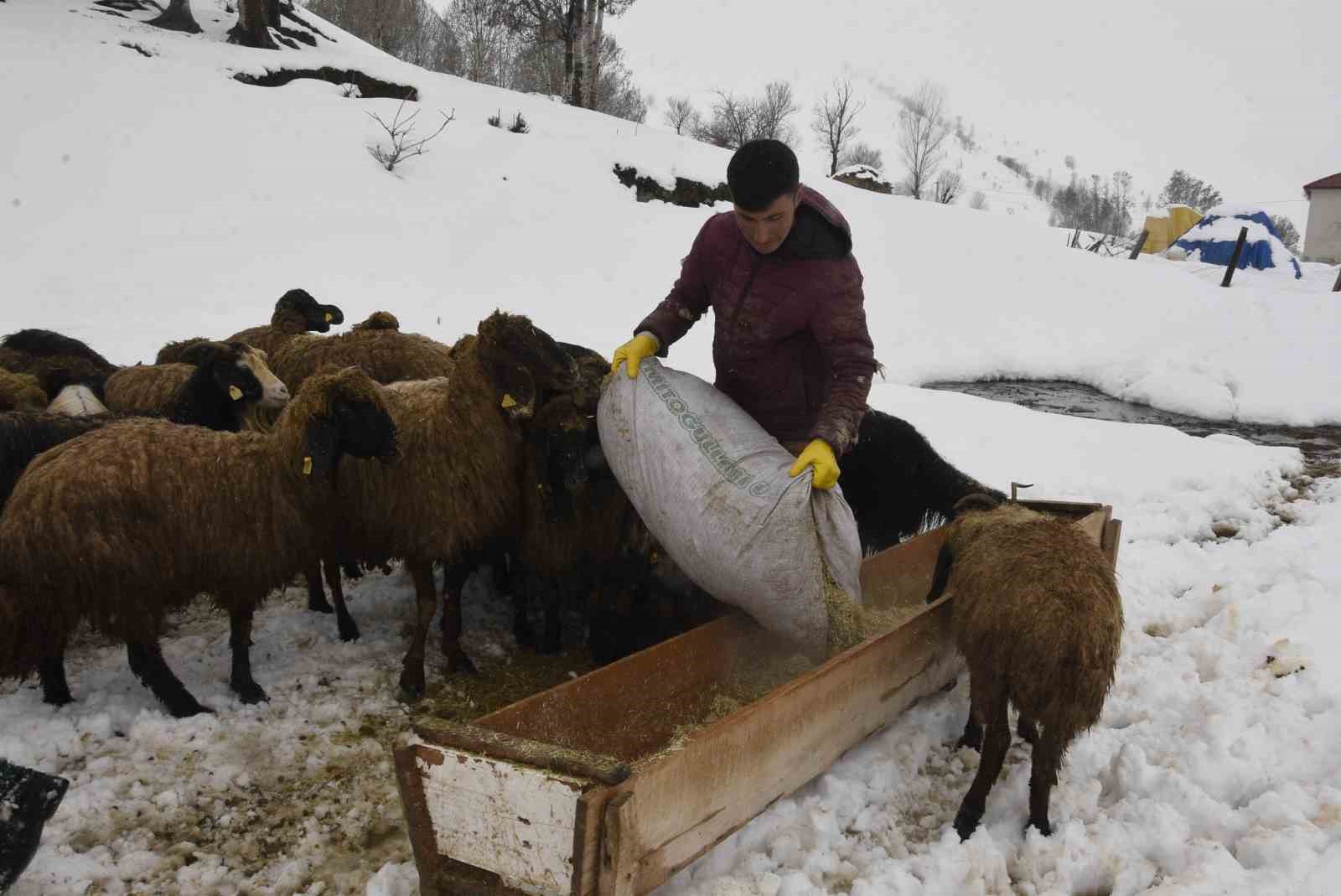 Bitlis’te kış mevsiminin uzaması küçükbaş hayvancılığı vurdu
