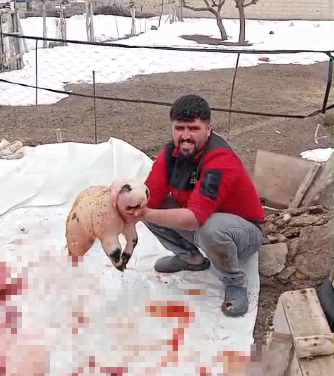 Bitlis’te ölü doğan kuzu, panda yavrusuna benzerliğiyle şaşırttı
