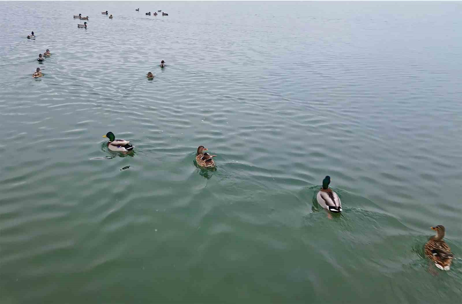 Bitlis’te sazlıklar dondu, kuşlar gölde toplandı

