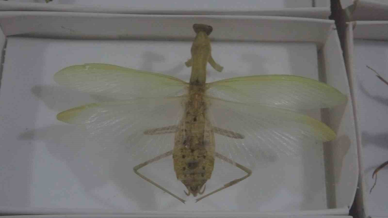 Böcek Müzesi 30 bin örnekle bilime katkı sunuyor, çocukların korkularını yeniyor
