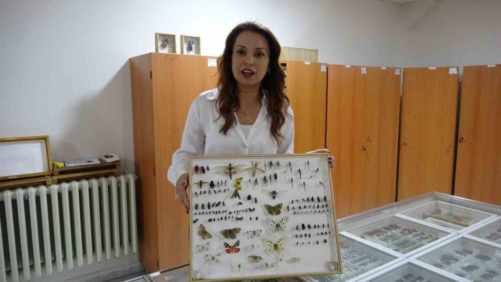 Böcek Müzesi 30 bin örnekle bilime katkı sunuyor, çocukların korkularını yeniyor
