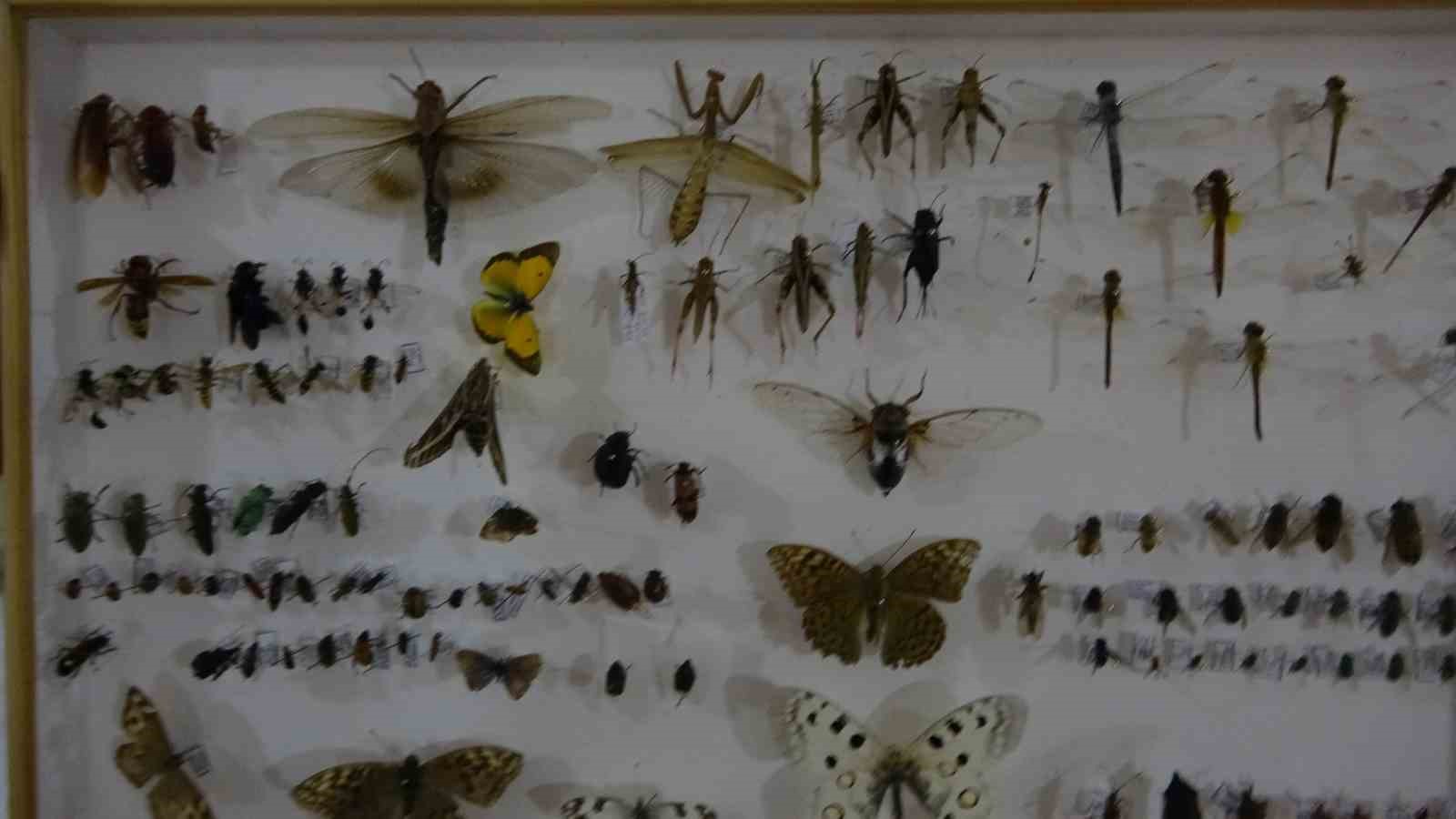 Böcek Müzesi 30 bin örnekle bilime katkı sunuyor, çocukların korkularını yeniyor

