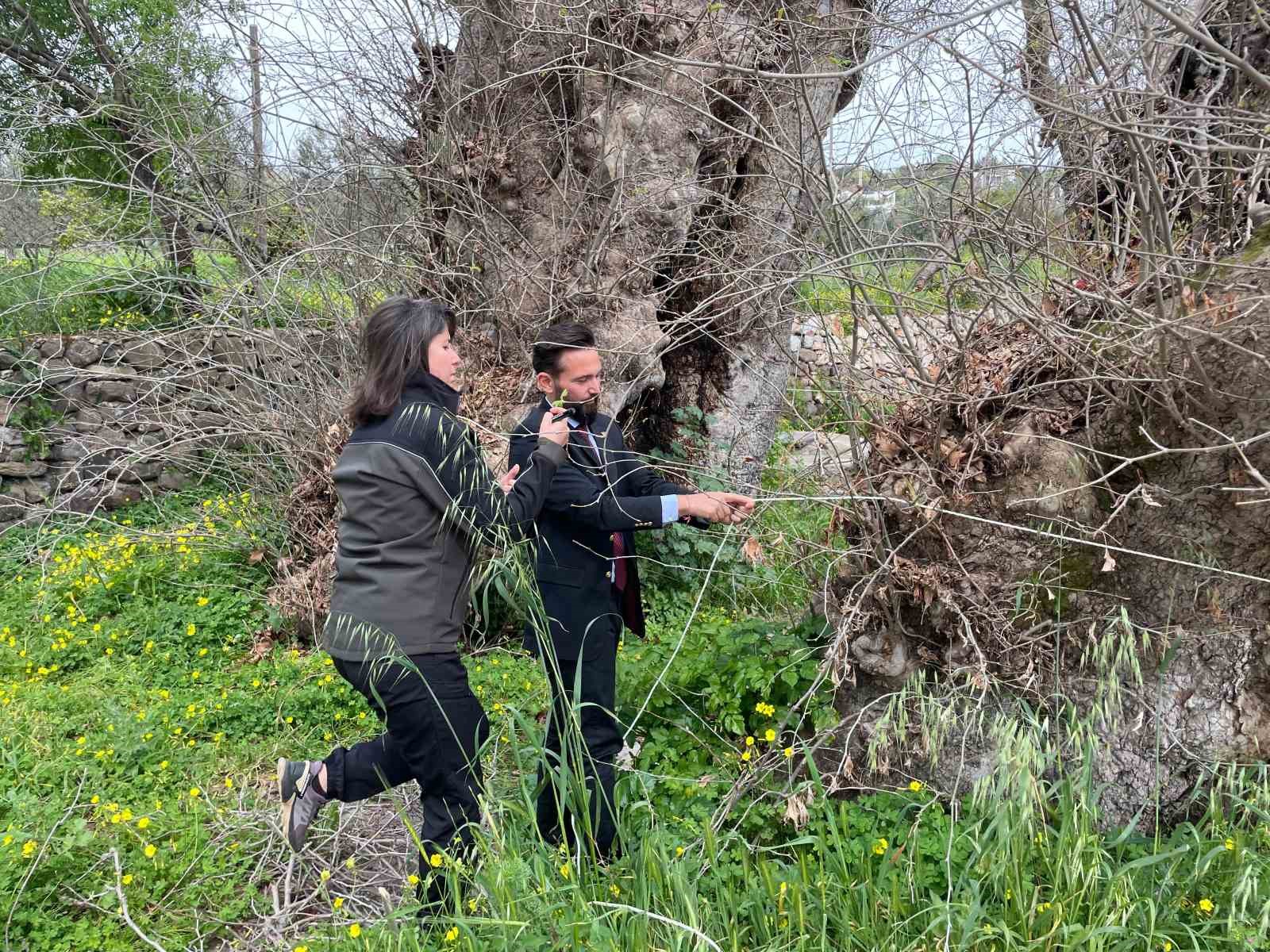 Bodrum’da 2 bin yıllık dev çınar keşfedildi
