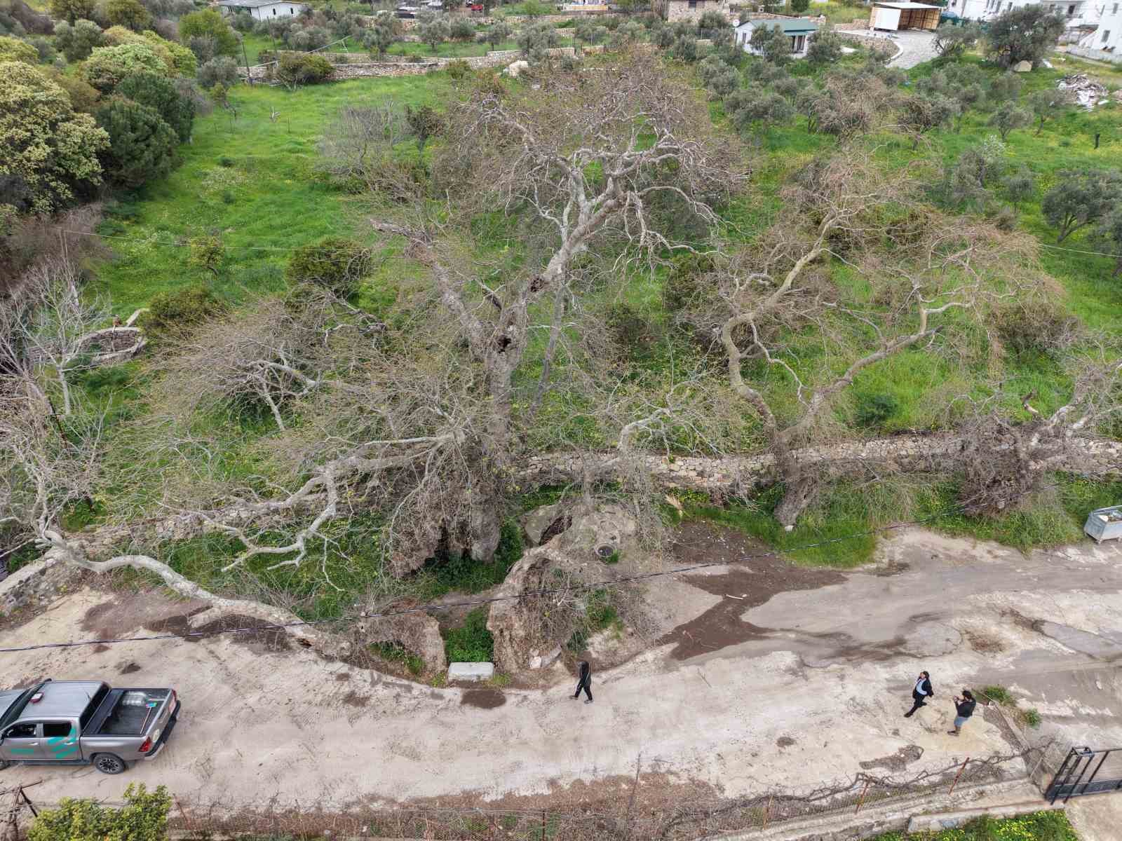 Bodrum’da 2 bin yıllık dev çınar keşfedildi
