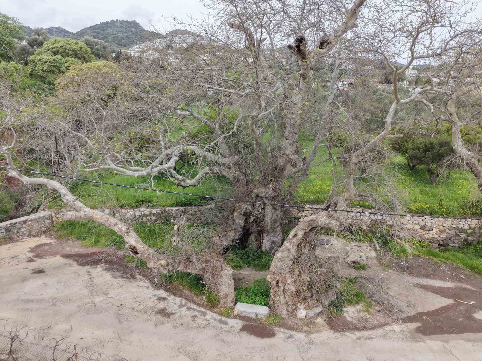 Bodrum’da 2 bin yıllık dev çınar keşfedildi
