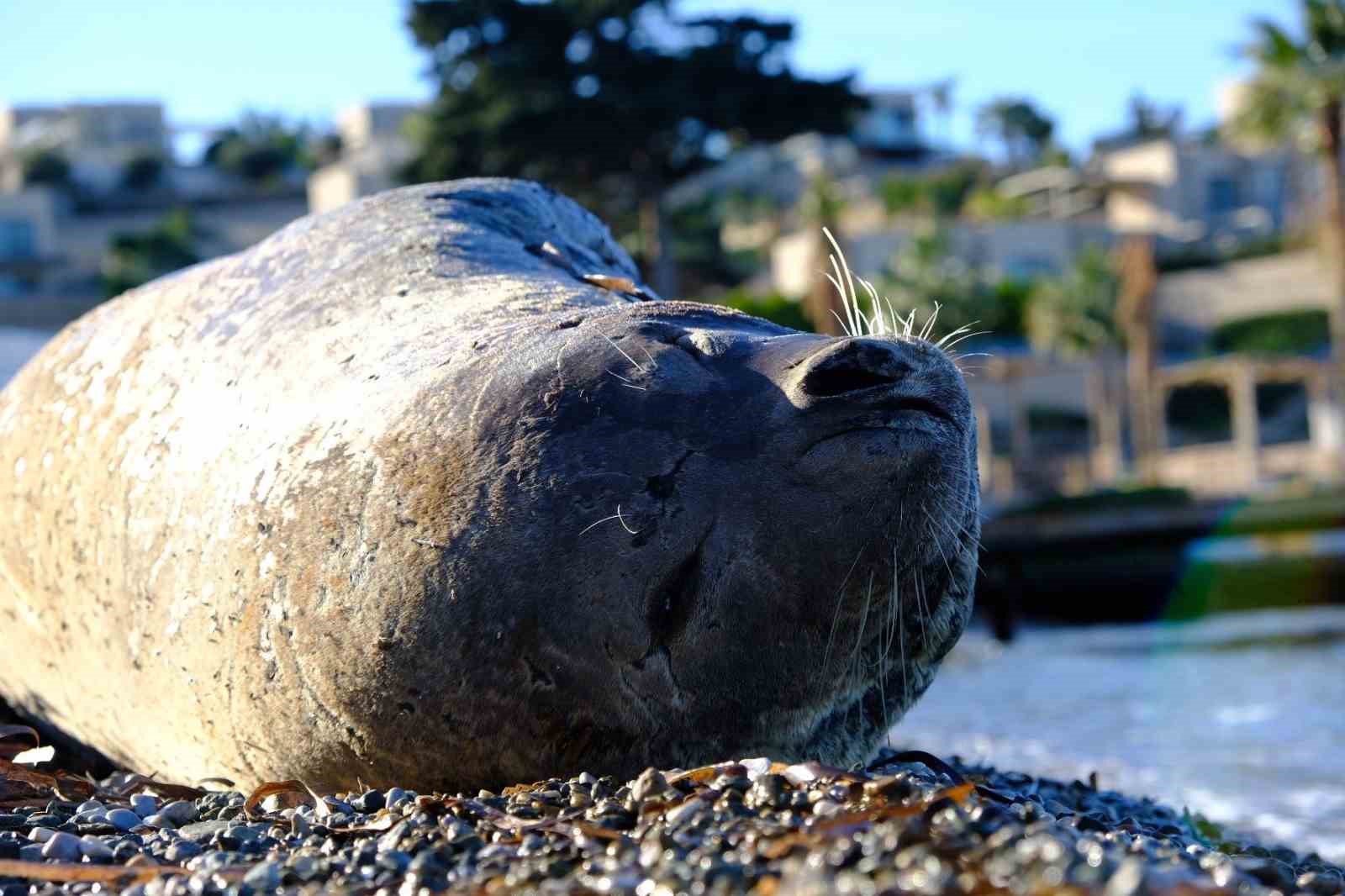 Bodrum’da Akdeniz foku ilgi odağı oldu

