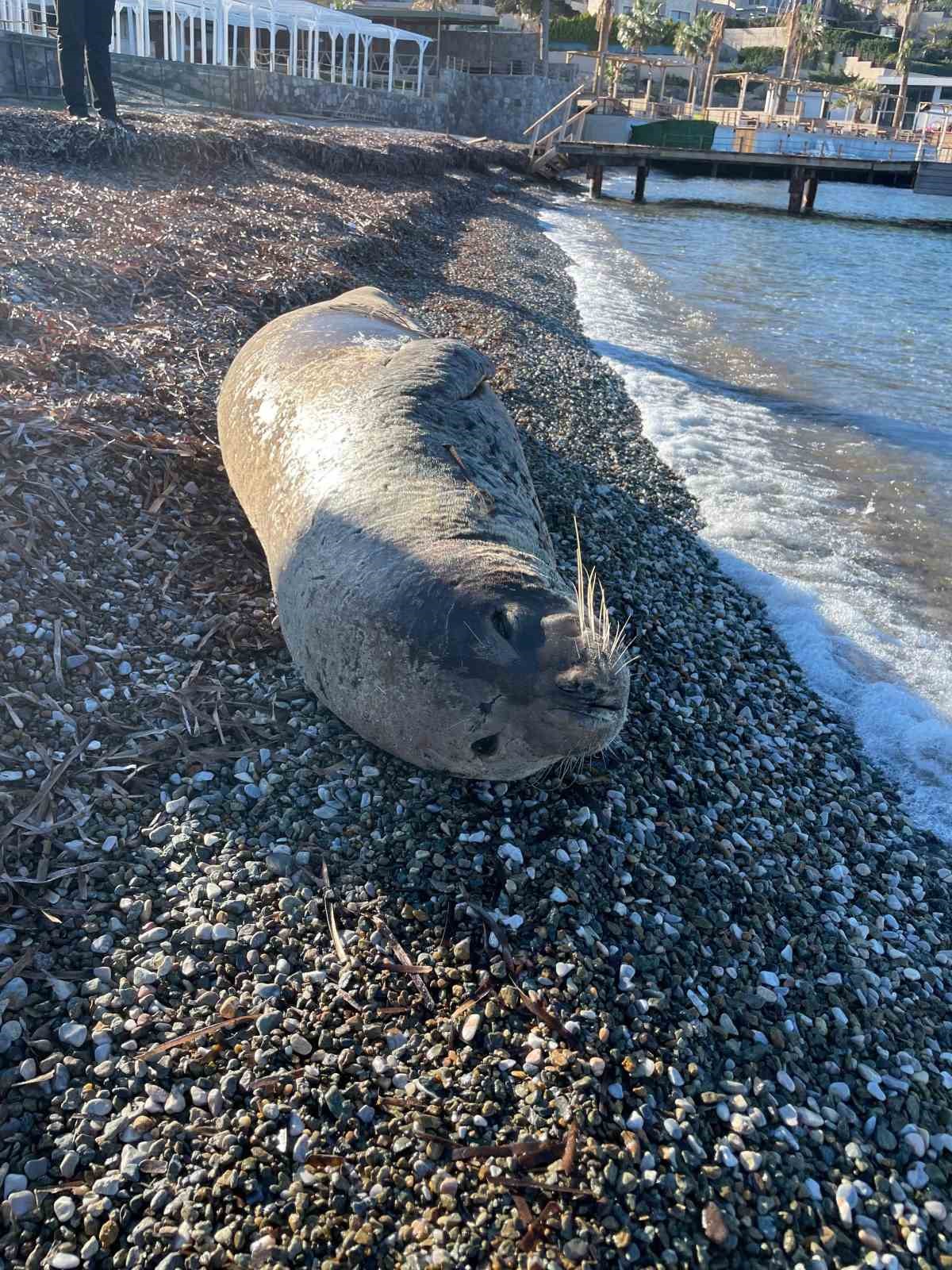 Bodrum’da Akdeniz foku ilgi odağı oldu

