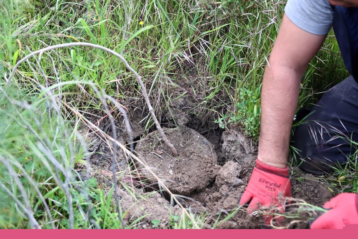 Bodrum’da bin 500 fidan toprakla buluştu
