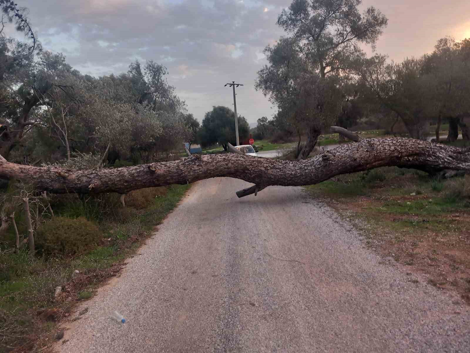 Bodrum’da fırtına ağaçları devirdi
