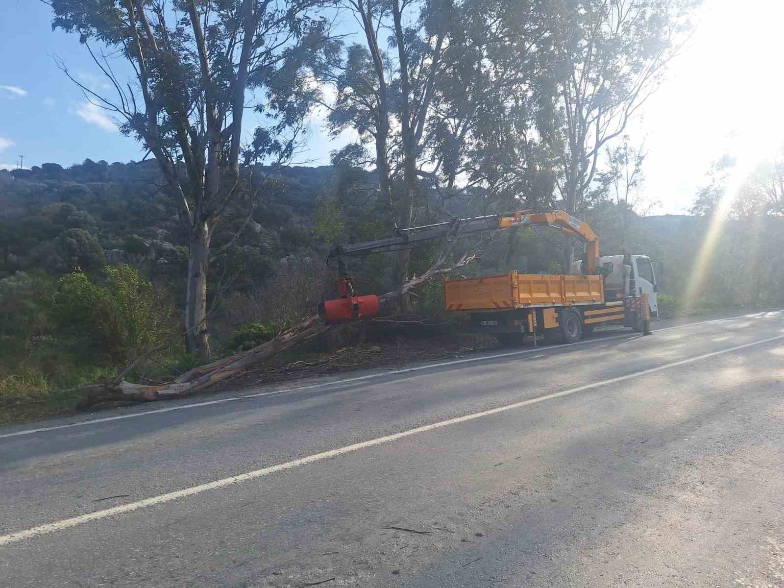 Bodrum’da fırtına ağaçları devirdi
