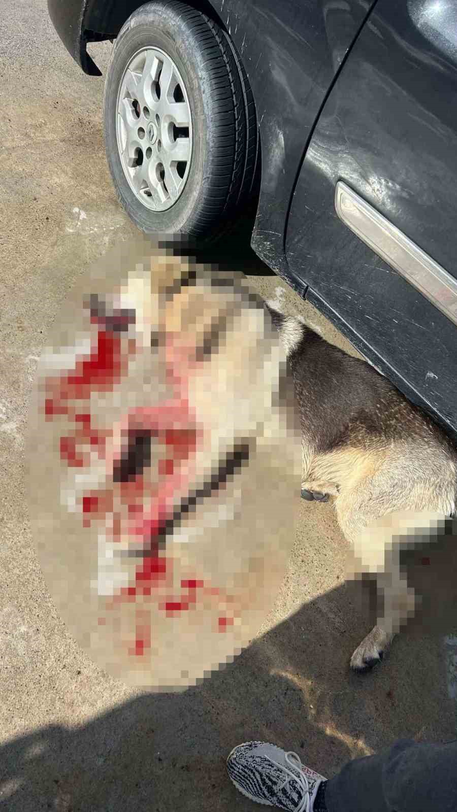 Bodrum’da iki köpeğin silahla vurulduğu iddiası
