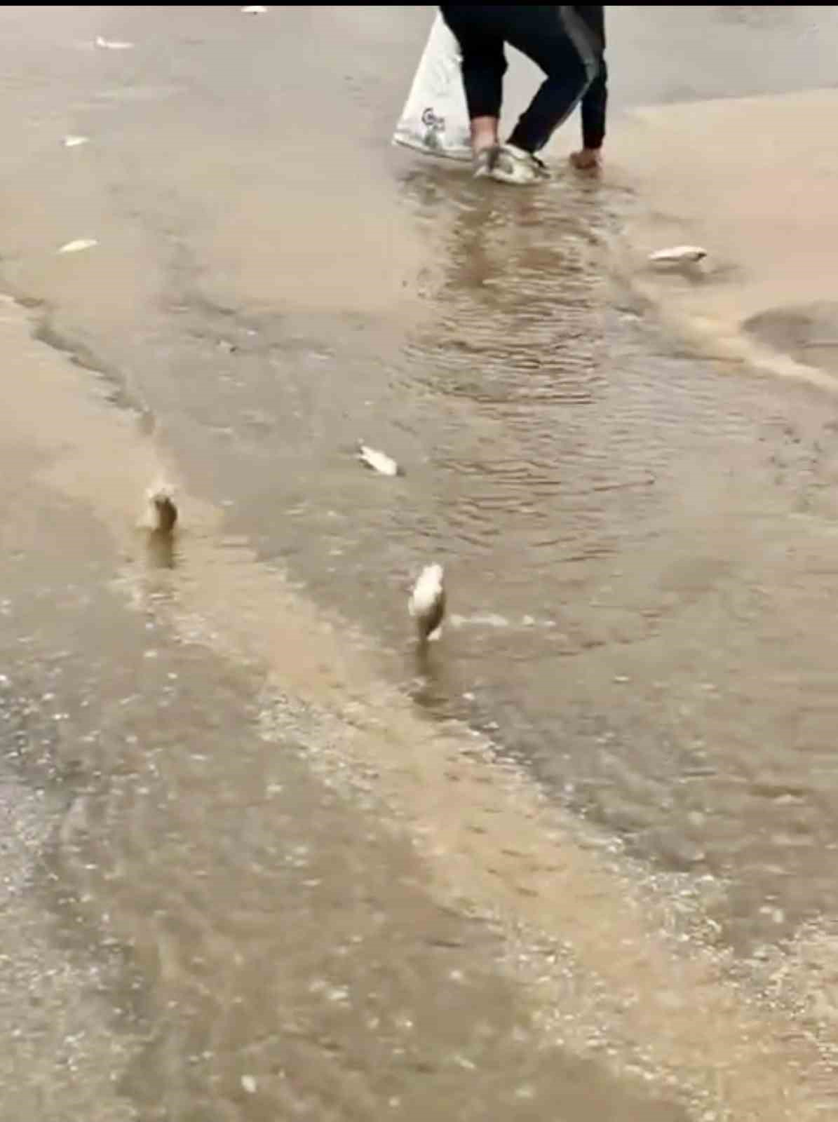 Bodrum’da sağanak baskını: Gölet taştı, asfalta balık yağdı
