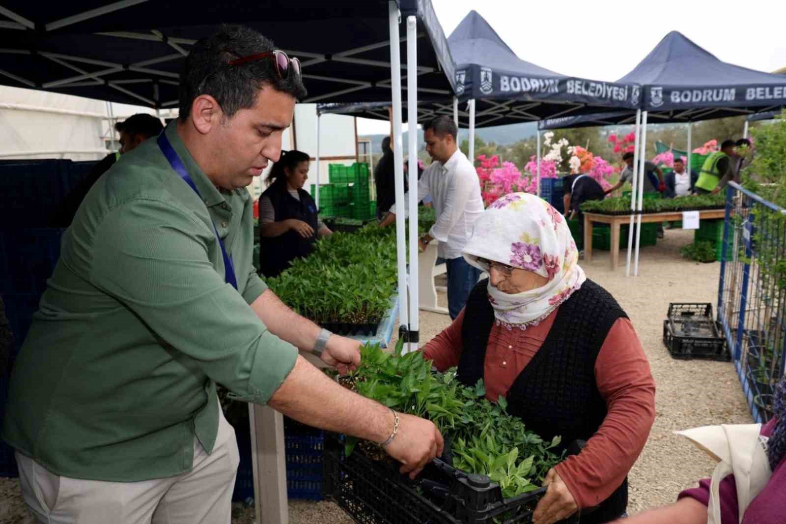 Bodrum’da yazlık fideler üreticilere dağıtıldı
