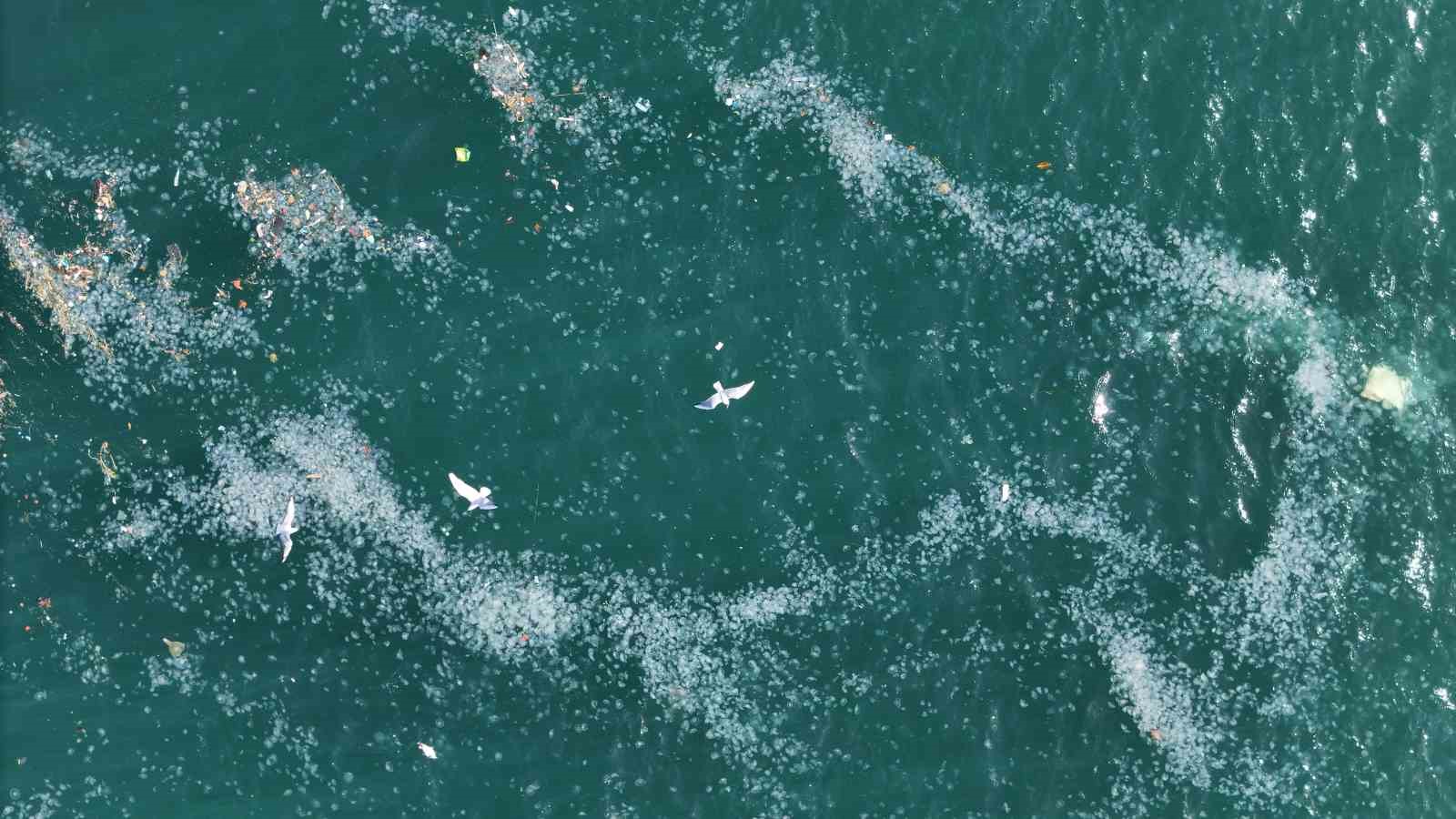 Boğaz’da alarm veren görüntü: Kirlilik denizanasını yüzeye çıkardı
