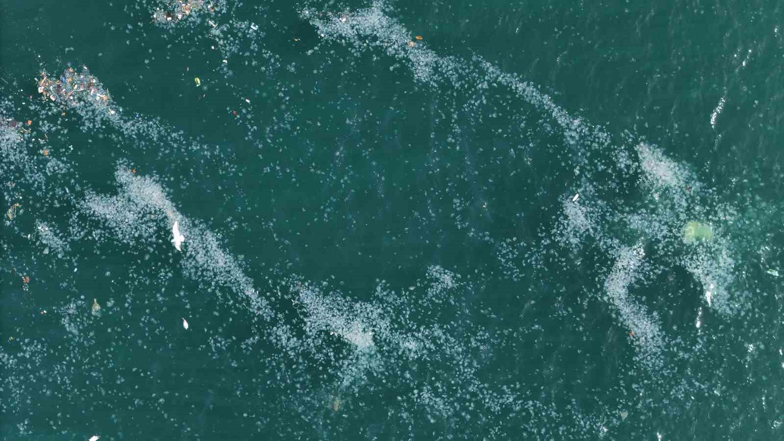 Boğaz’da alarm veren görüntü: Kirlilik denizanasını yüzeye çıkardı
