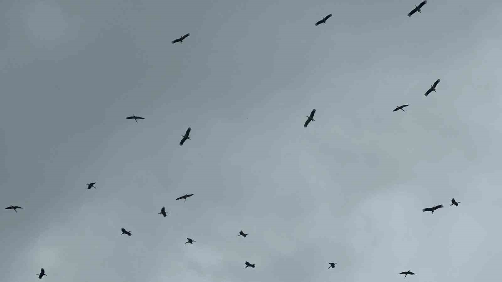 "Bolluk" müjdecisi leylek sürüsü Bursa semalarında görüldü
"Bolluk" müjdecisi leylek sürüsü Bursa semalarında görüldü