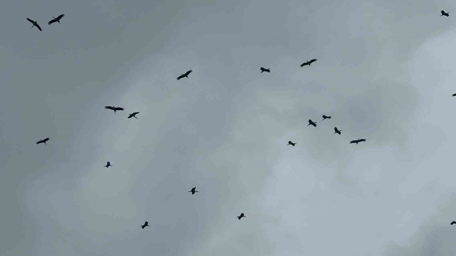 "Bolluk" müjdecisi leylek sürüsü Bursa semalarında görüldü
"Bolluk" müjdecisi leylek sürüsü Bursa semalarında görüldü