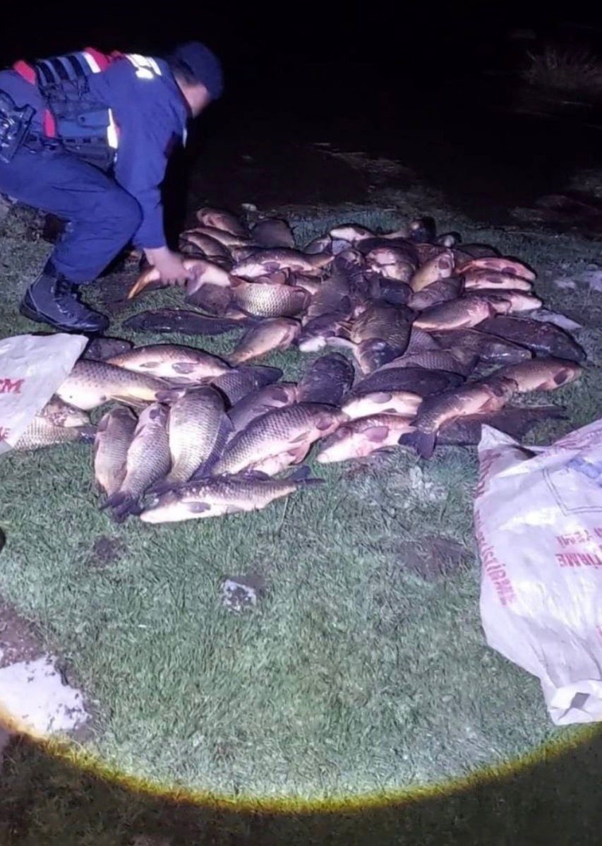 Bolu’da 350 kilo sazan kurtarıldı
