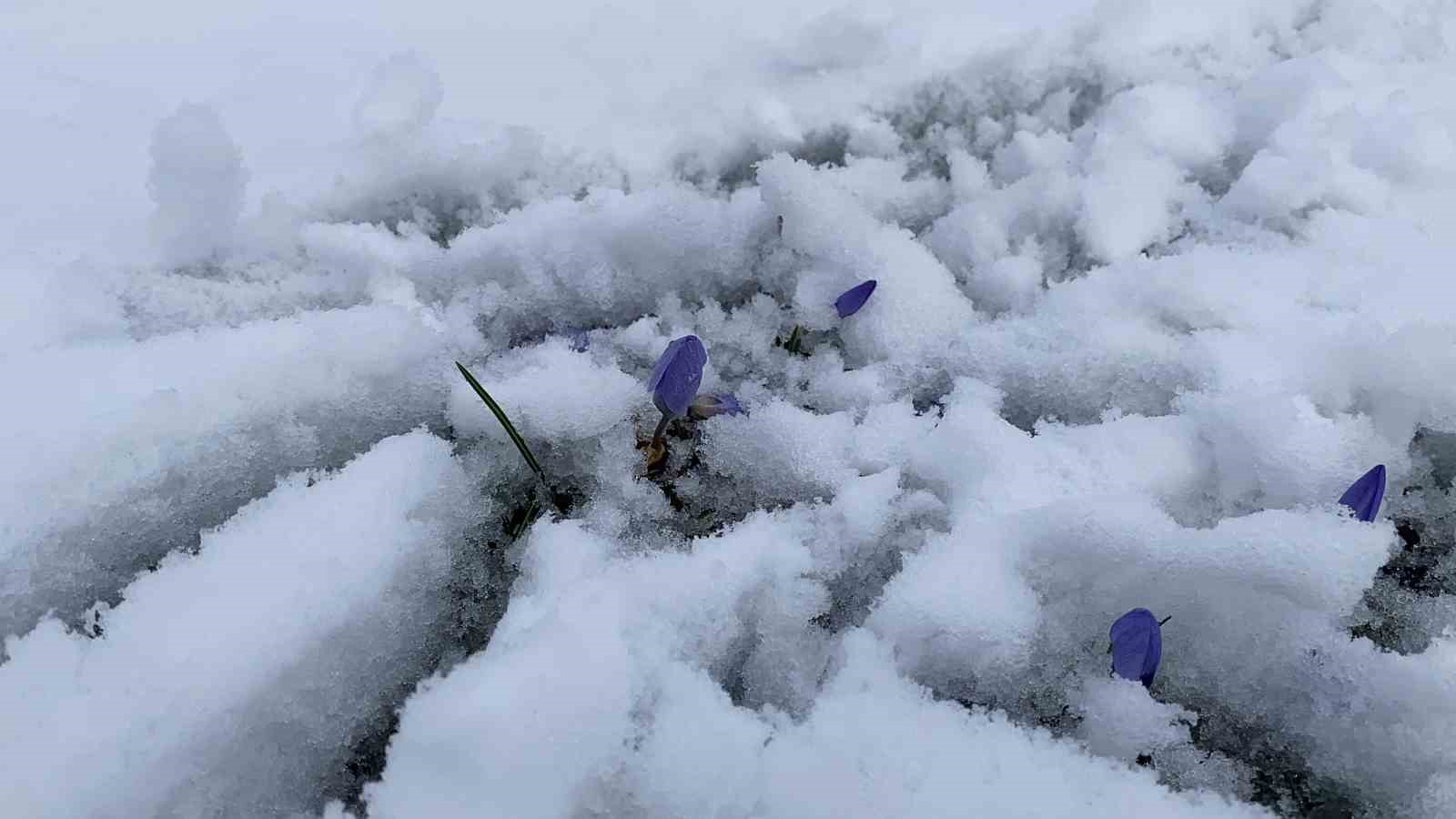 Bolu’da açan çiğdemler kar altında kaldı
