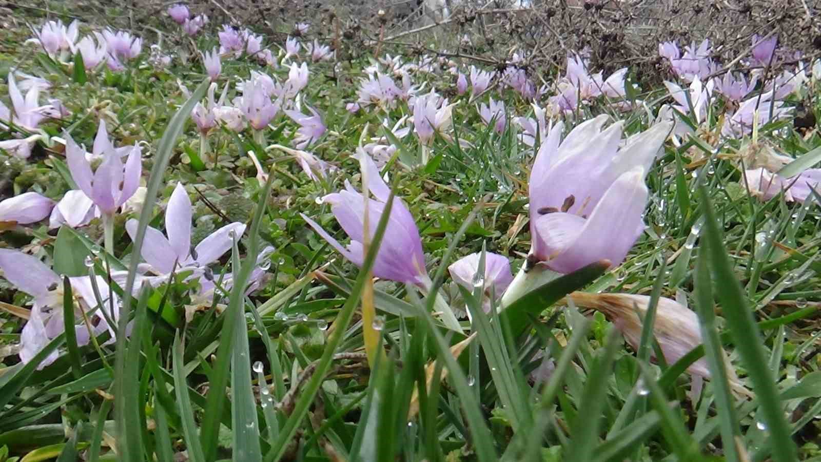 Bolu’da baharın müjdecisi çiğdemler çiçek açtı
