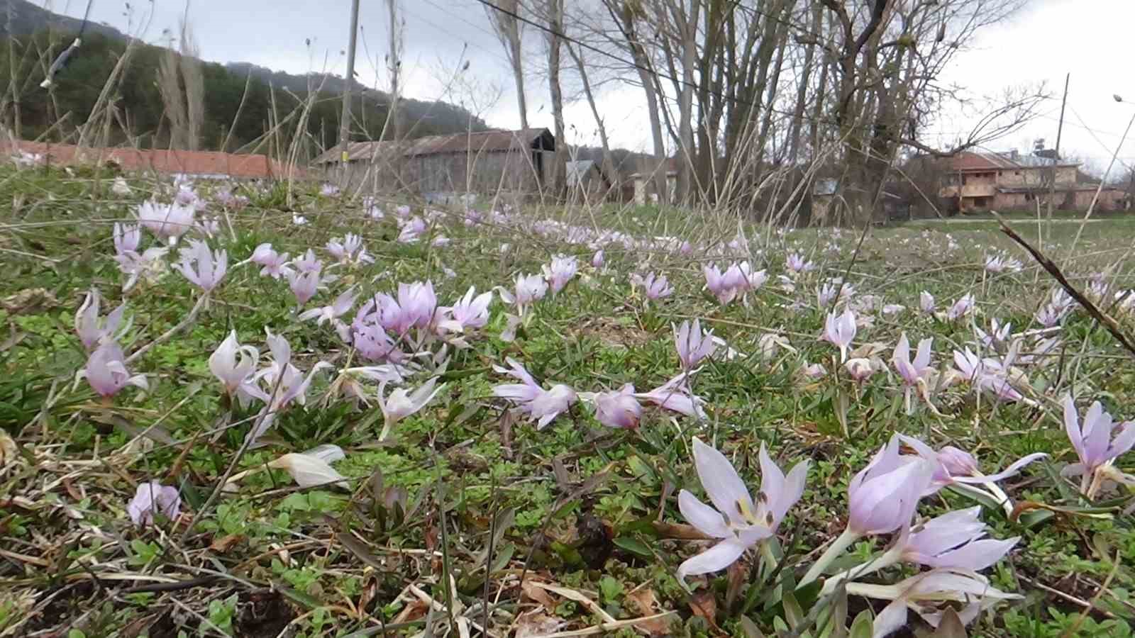 Bolu’da baharın müjdecisi çiğdemler çiçek açtı
