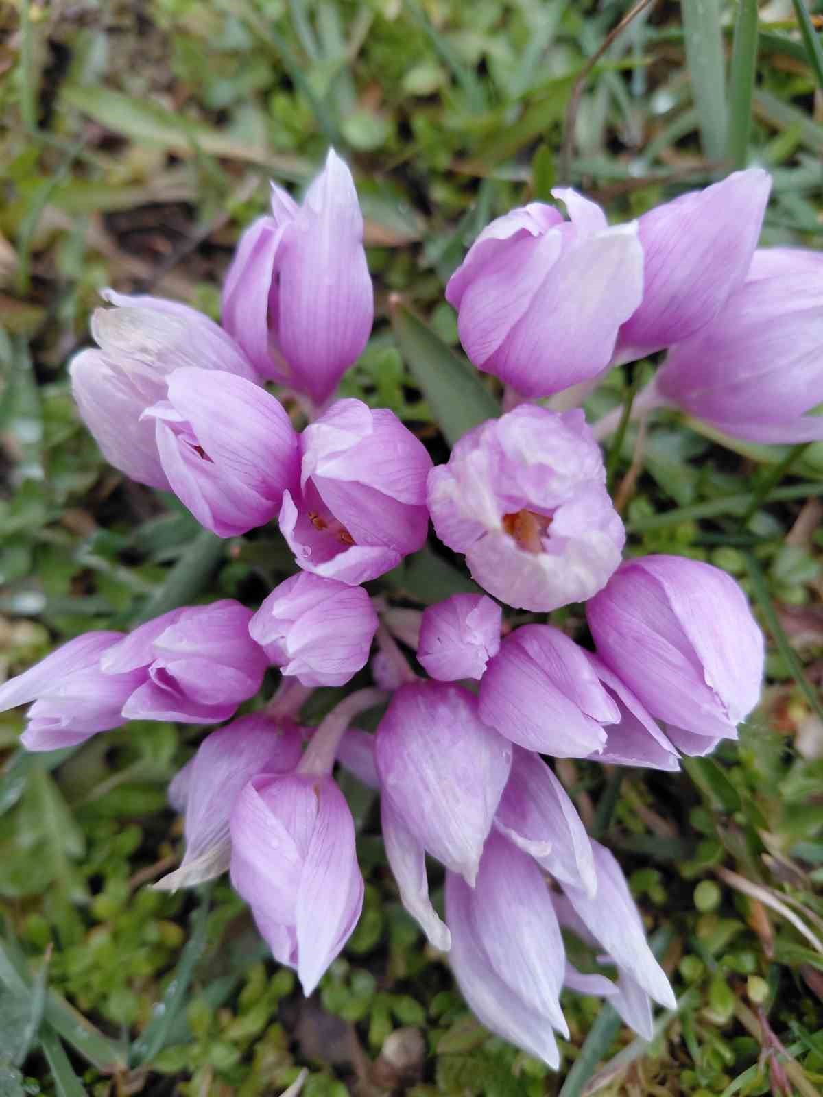 Bolu’da baharın müjdecisi çiğdemler çiçek açtı
