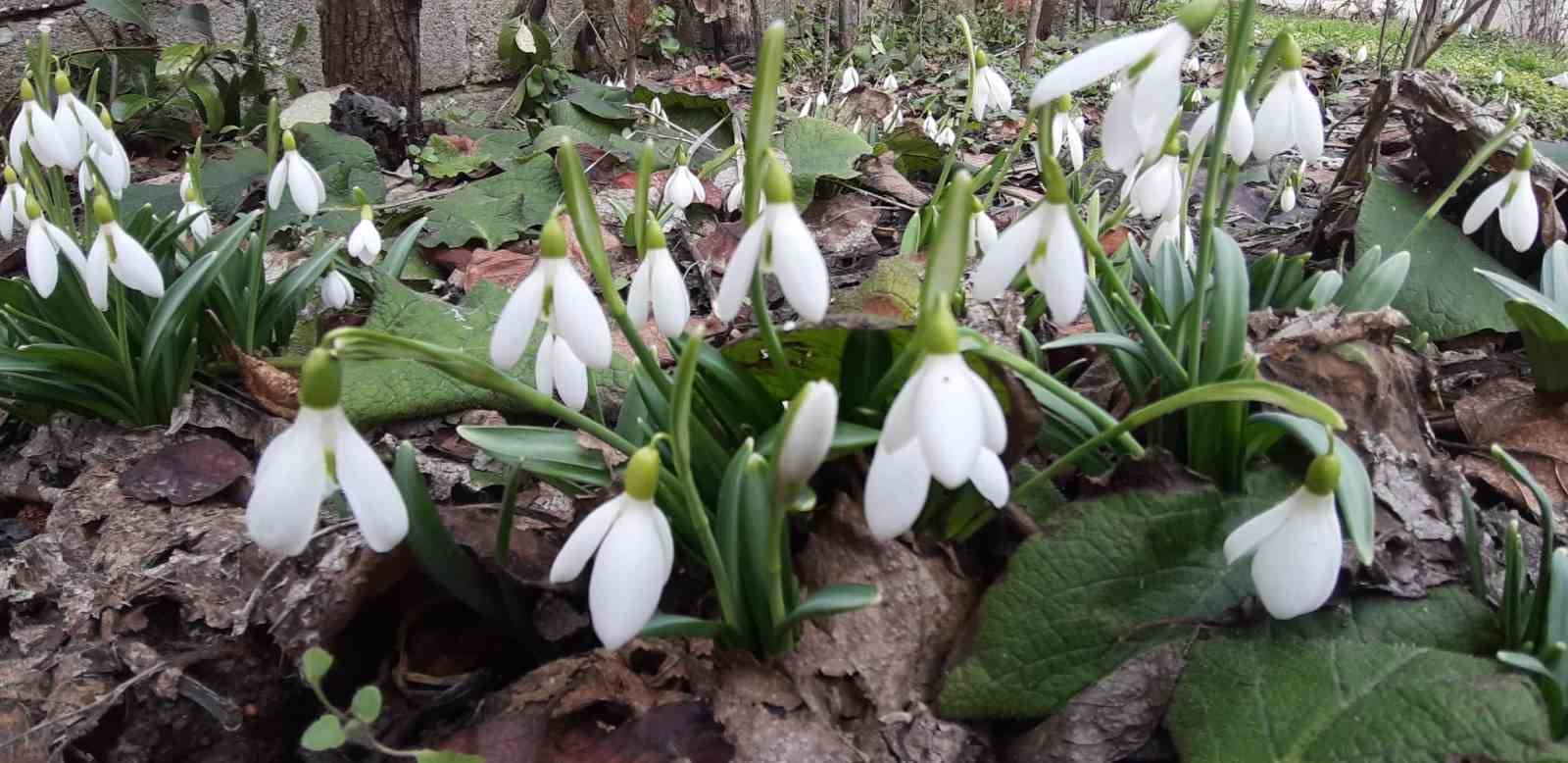 Bolu’da "baharın müjdecisi" kardelenler yüzünü erken gösterdi
