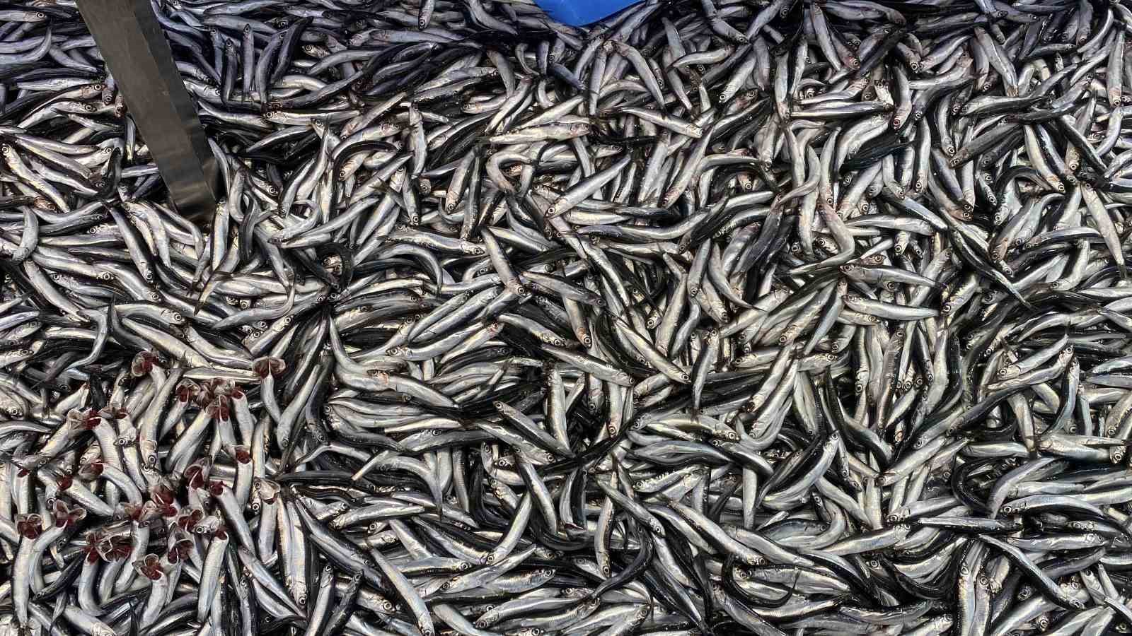 Bolu’da hamsi bolluğu sürüyor: Kilosu 200 liradan rağbet gördü
