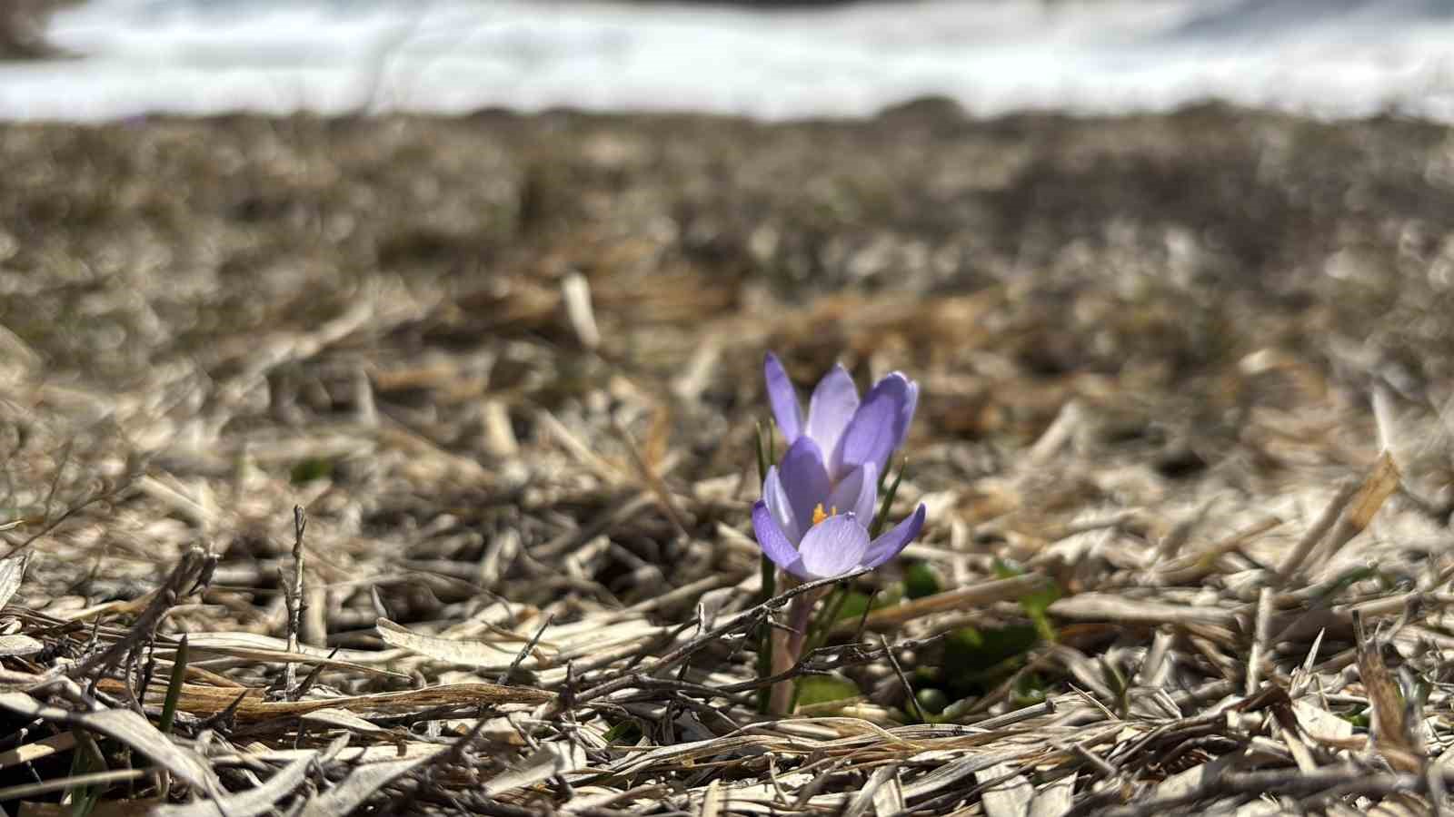 Bolu’da iki mevsim bir arada yaşanıyor: Karlar arasında çiğdemler çiçek açtı
