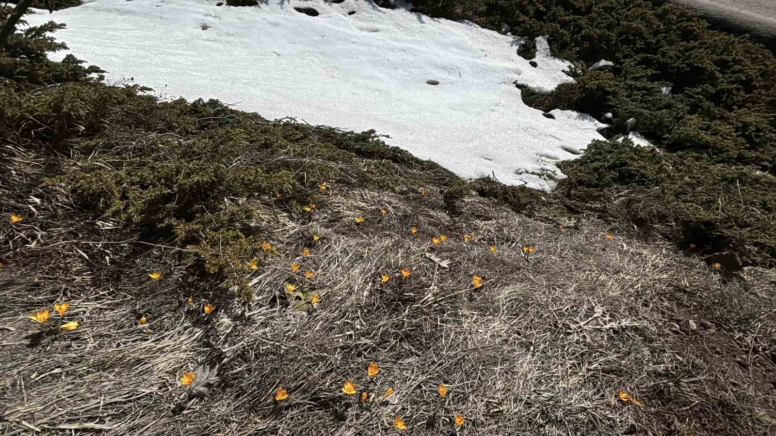 Bolu’da iki mevsim bir arada yaşanıyor: Karlar arasında çiğdemler çiçek açtı
