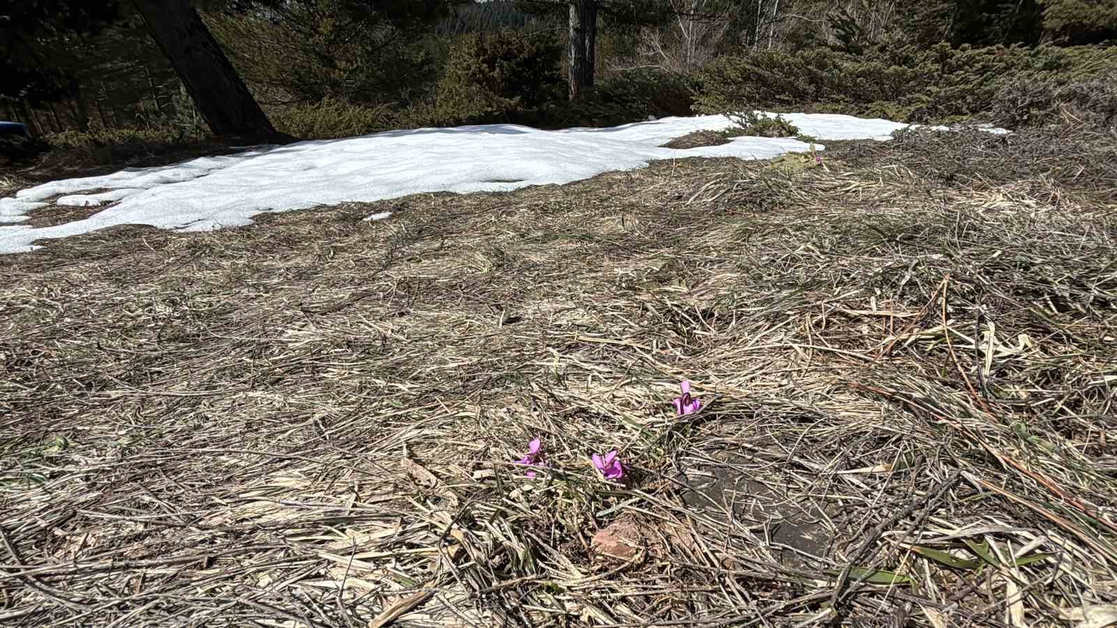 Bolu’da iki mevsim bir arada yaşanıyor: Karlar arasında çiğdemler çiçek açtı

