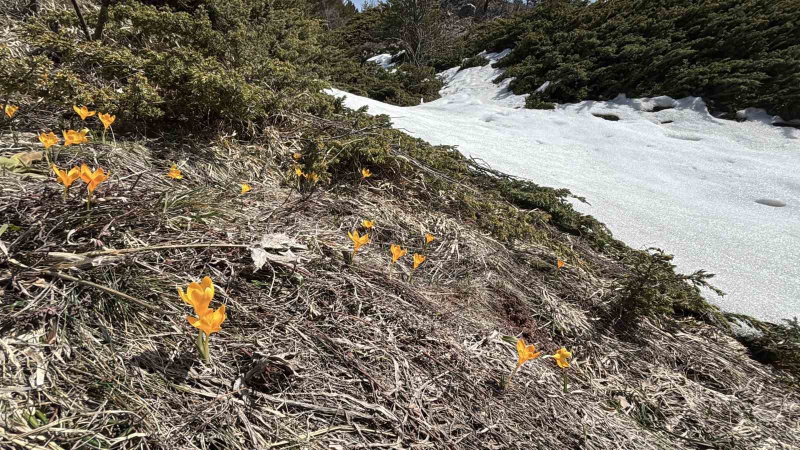 Bolu’da iki mevsim bir arada yaşanıyor: Karlar arasında çiğdemler çiçek açtı
