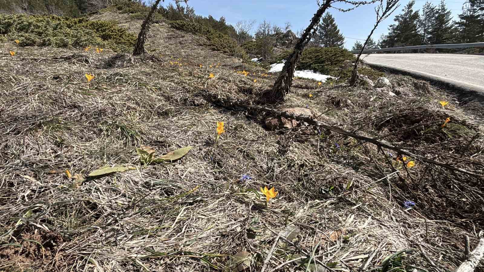 Bolu’da iki mevsim bir arada yaşanıyor: Karlar arasında çiğdemler çiçek açtı
