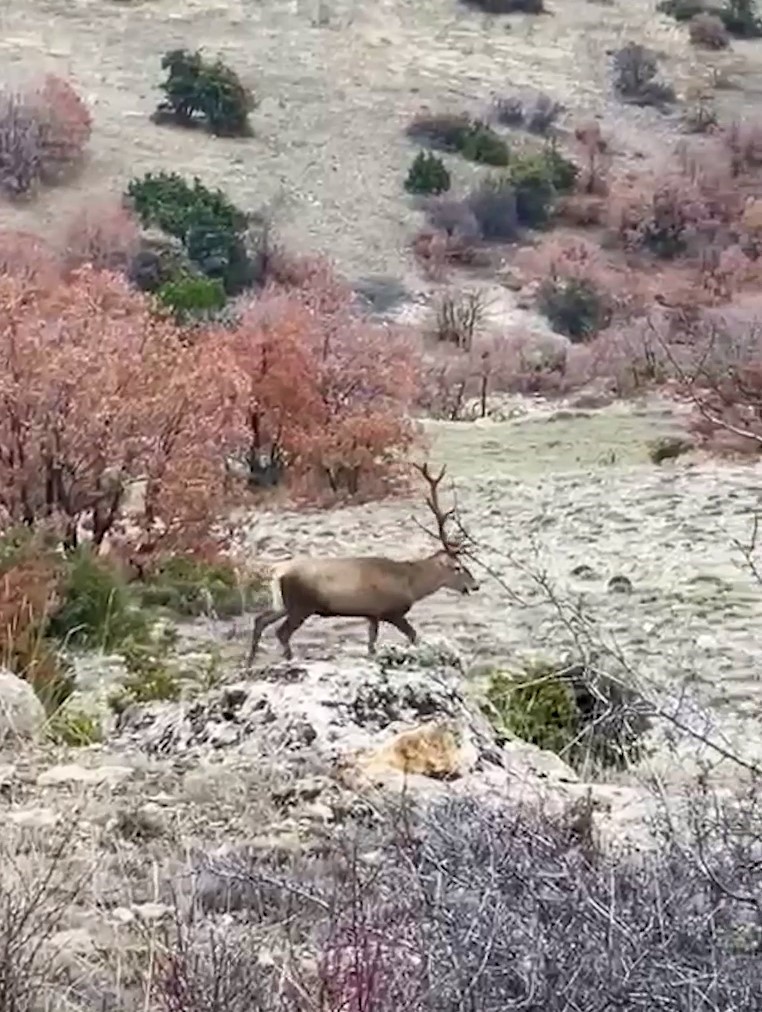 Bolu’da koruma altındaki kızıl geyikler görüntülendi
