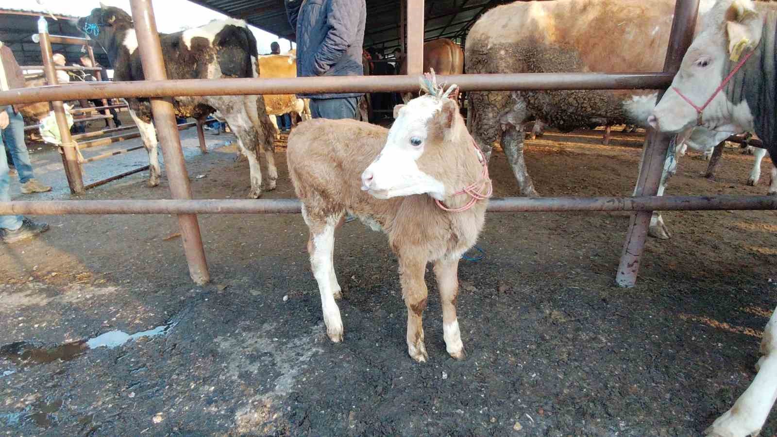 Bolu’da kurban pazarlarında hareketlilik başladı
