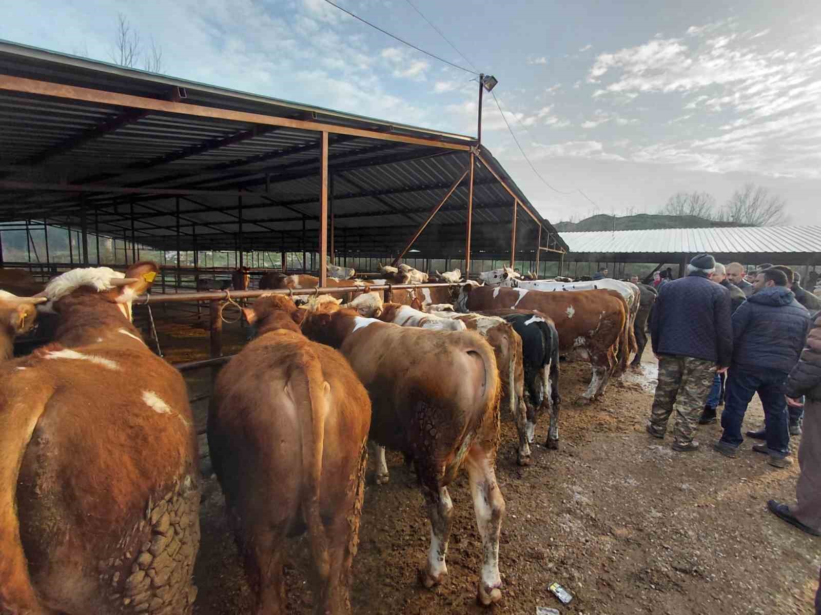 Bolu’da kurban pazarlarında hareketlilik başladı
