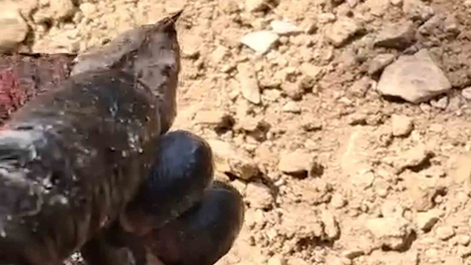 Bolu’da odun yığınları arasında nesli tehlike altında olan zehirli yılan görüntülendi
