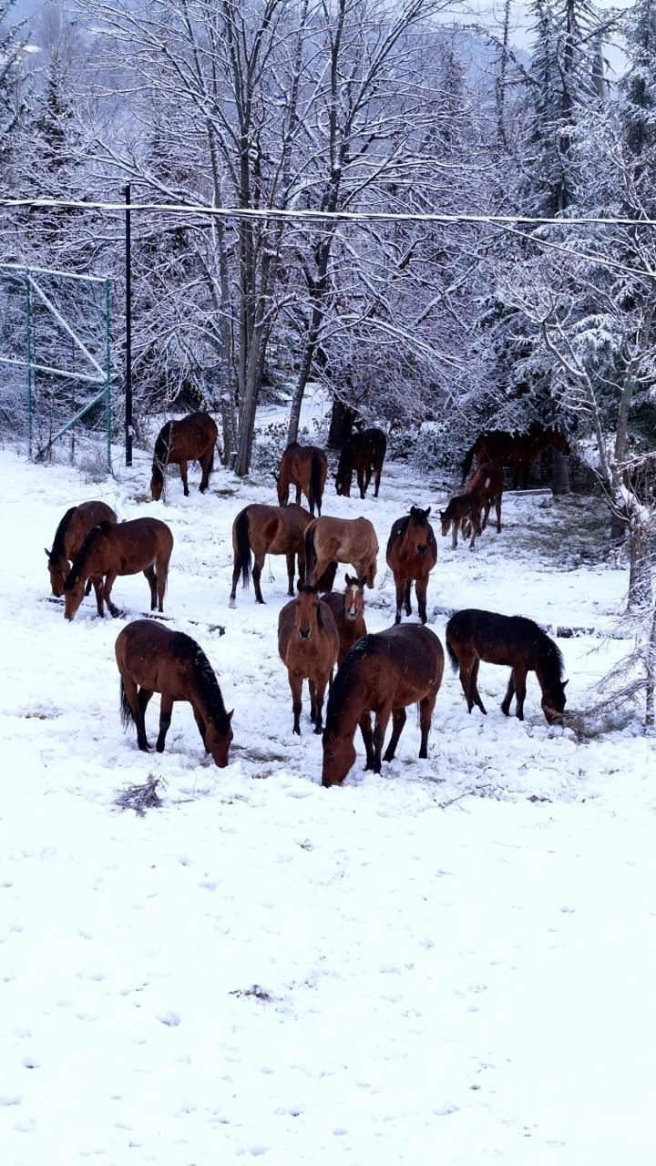Bolu’da şehir merkezine inen yılkı atlarını belediye ekipleri besledi
