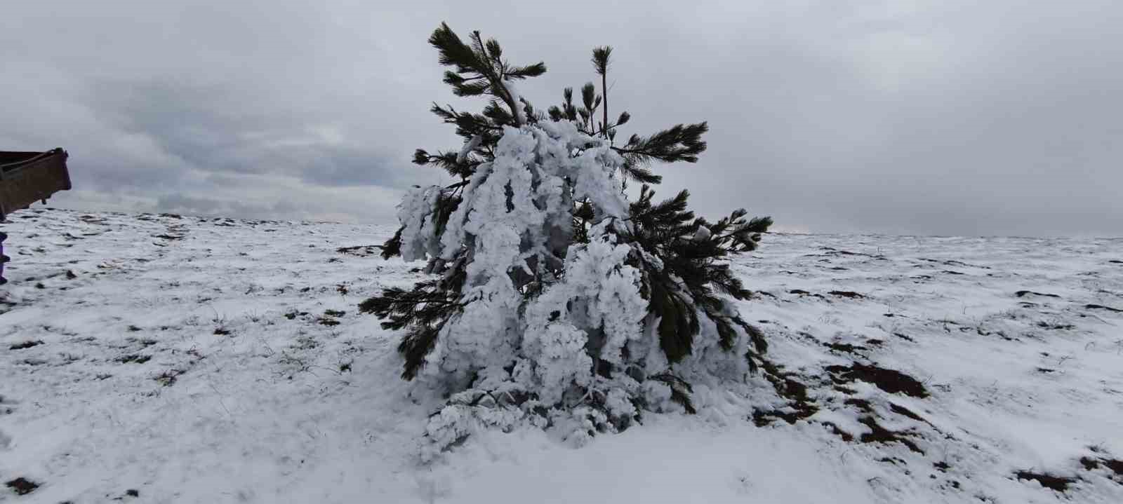 Bolu’da soğuk hava ağaçları dondurdu
