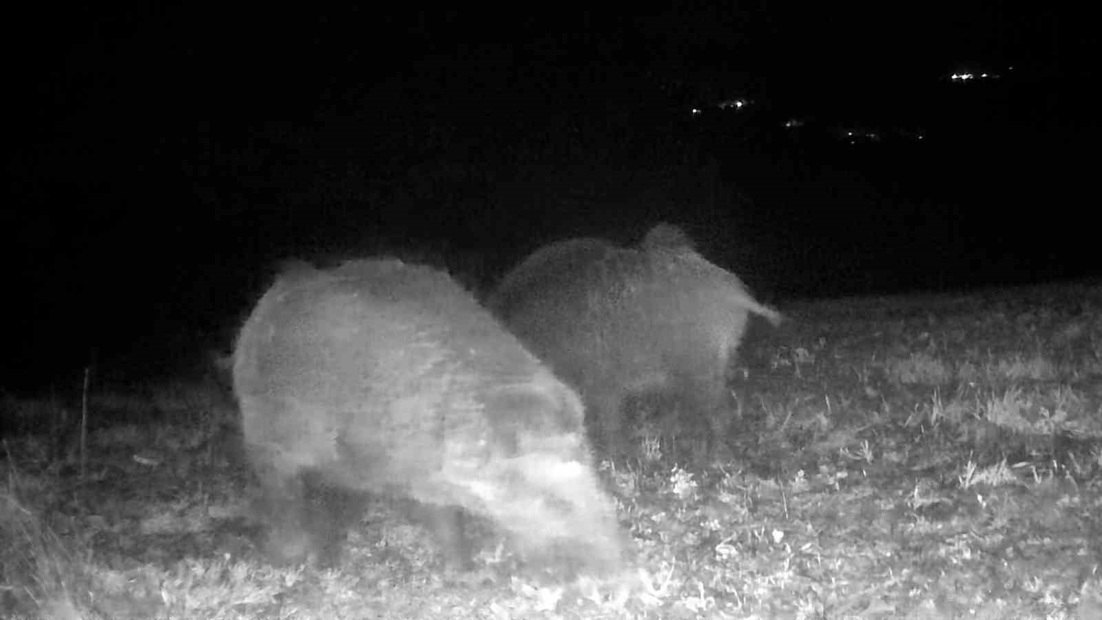 Bolu’da yaban hayatı fotokapanlarla görüntülendi
