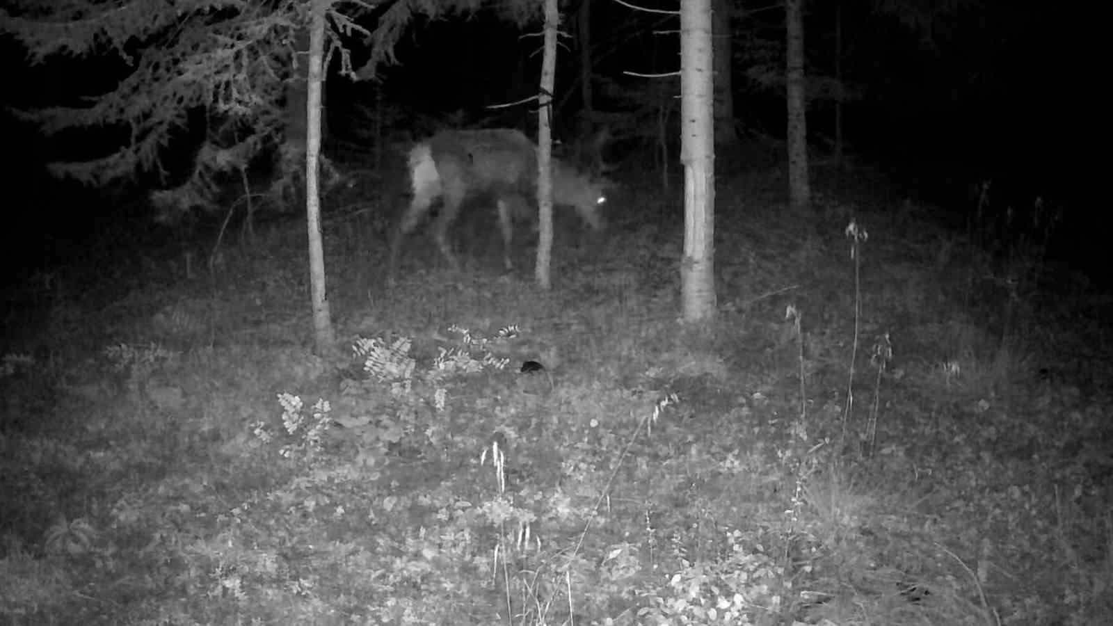Bolu’da yaban hayatı fotokapanlarla görüntülendi
